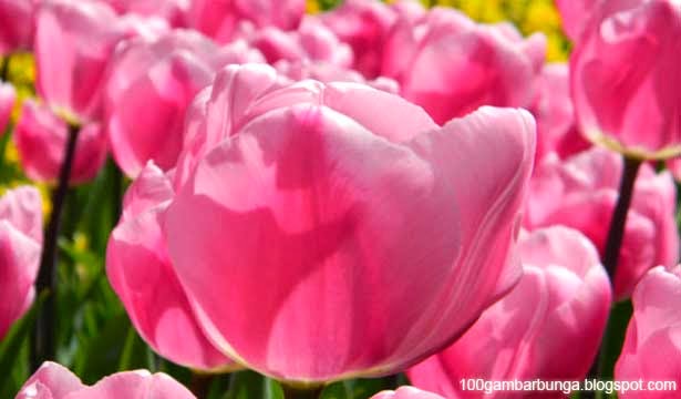  Bunga  Tulip Morfologi Jenis dan  Manfaatnya  Gambar  Bunga 